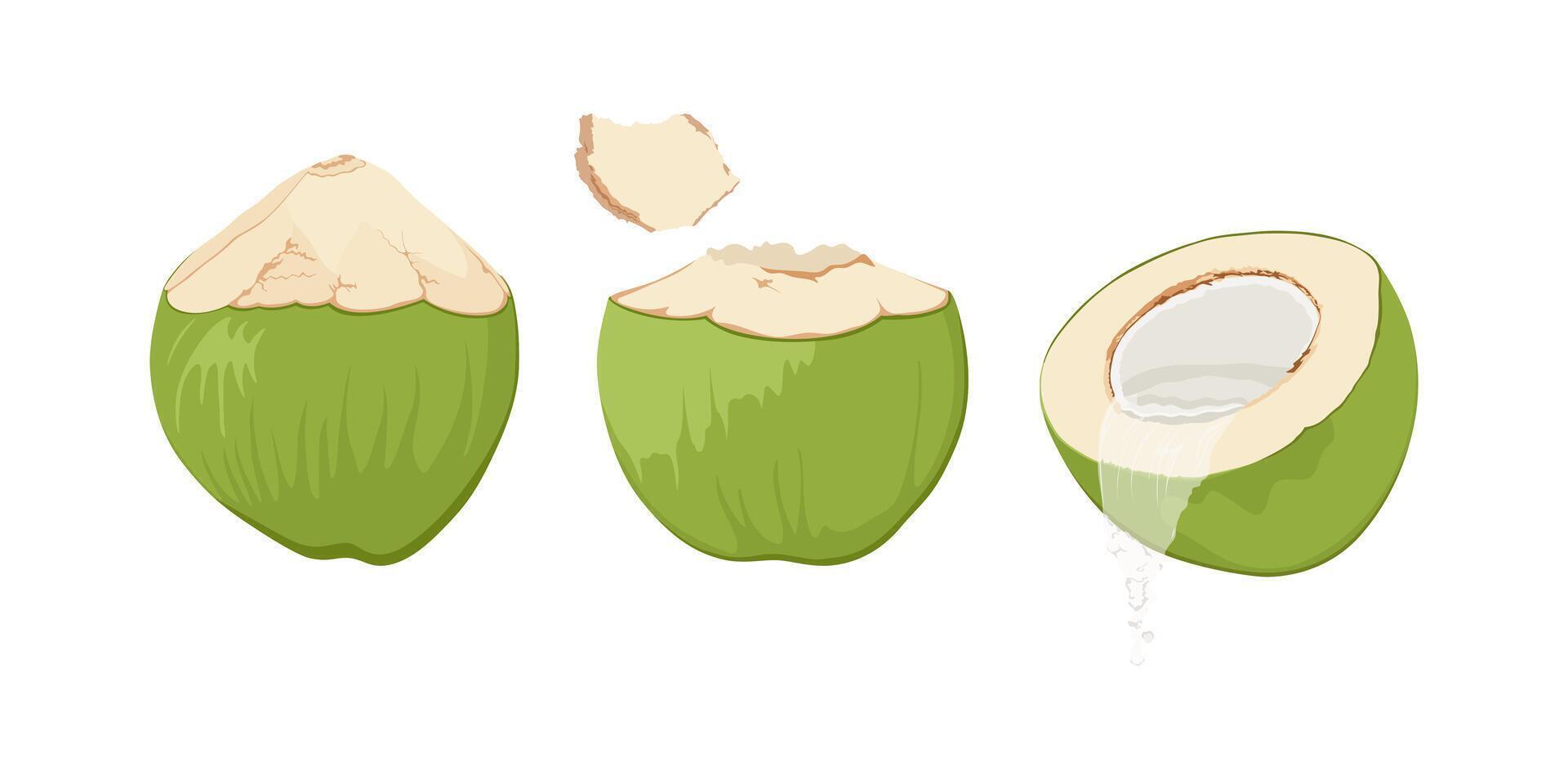 Set with green coconuts. Hand drawn drinking coconut. Cocktail green coconut. Leaking coconut water. vector