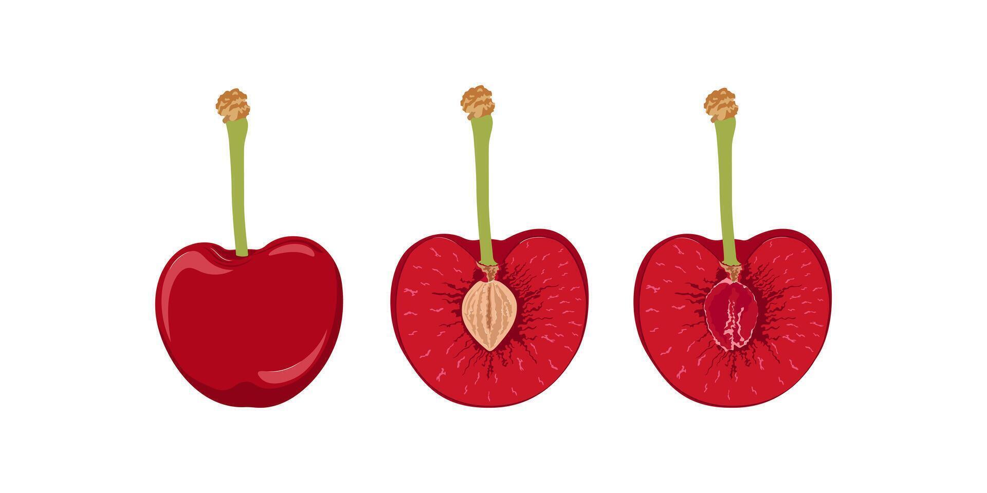 Cherry with twigs. Cherry hand drawn. Cherries with and without pits. vector