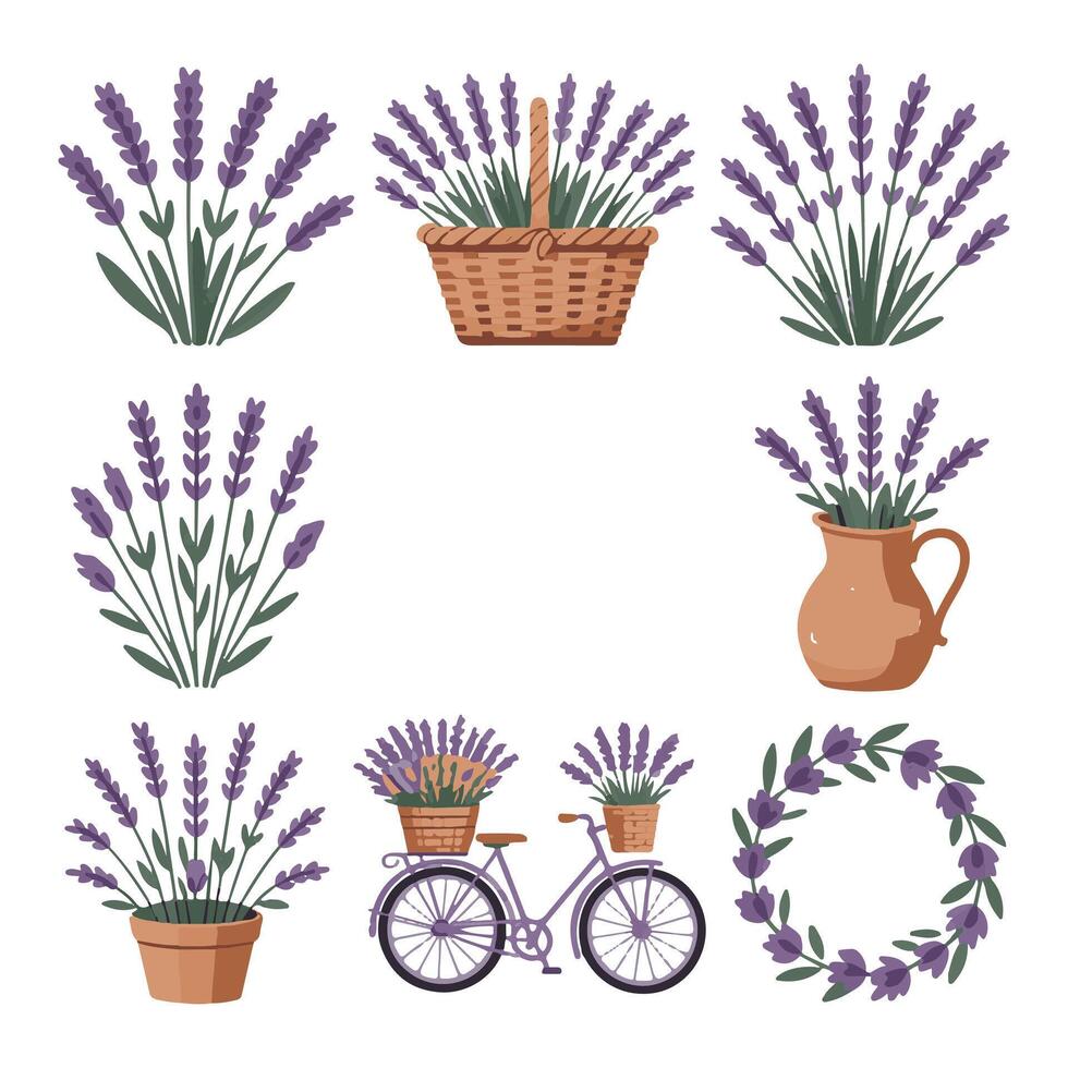 Botanical Lavender Illustrations with White Background. vector