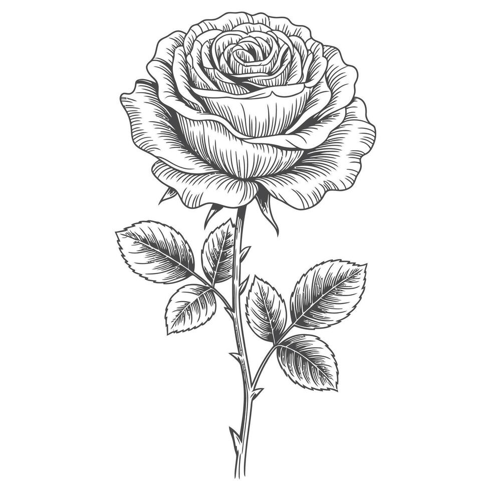 A black and white drawing of a rose vector