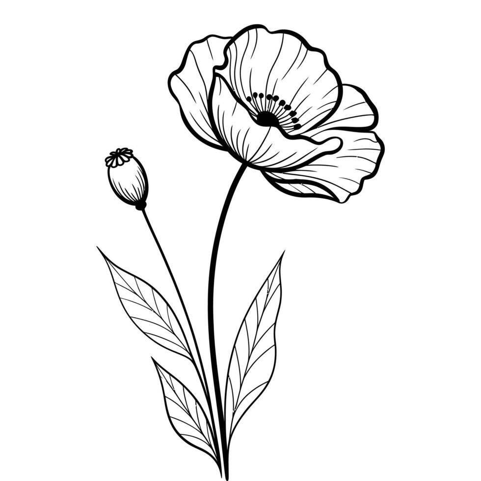 Poppy flower coloring pages vector