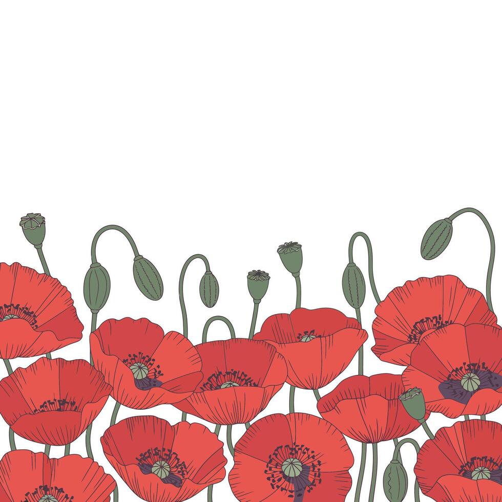illustration of poppies on white background vector