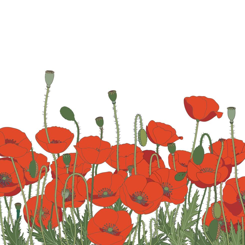 Poppy field with red flowers on white background vector