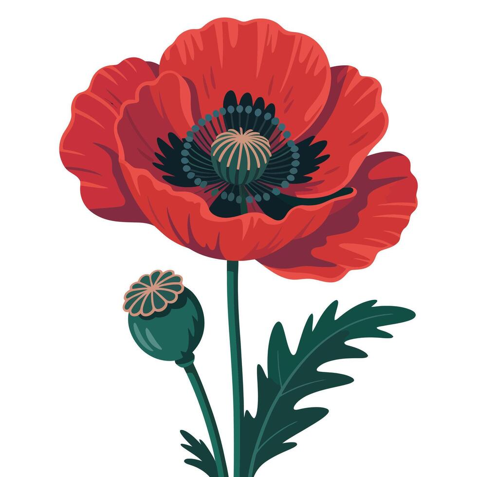 Poppy flower illustration vector