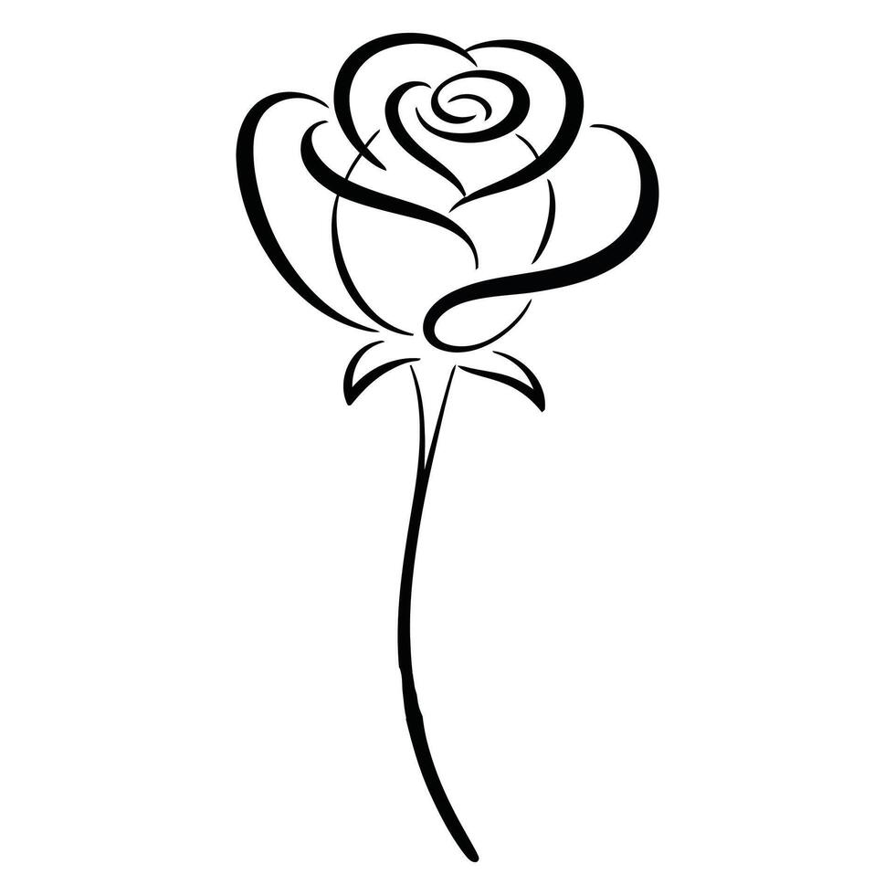 A rose is drawn in black and white on a white background vector