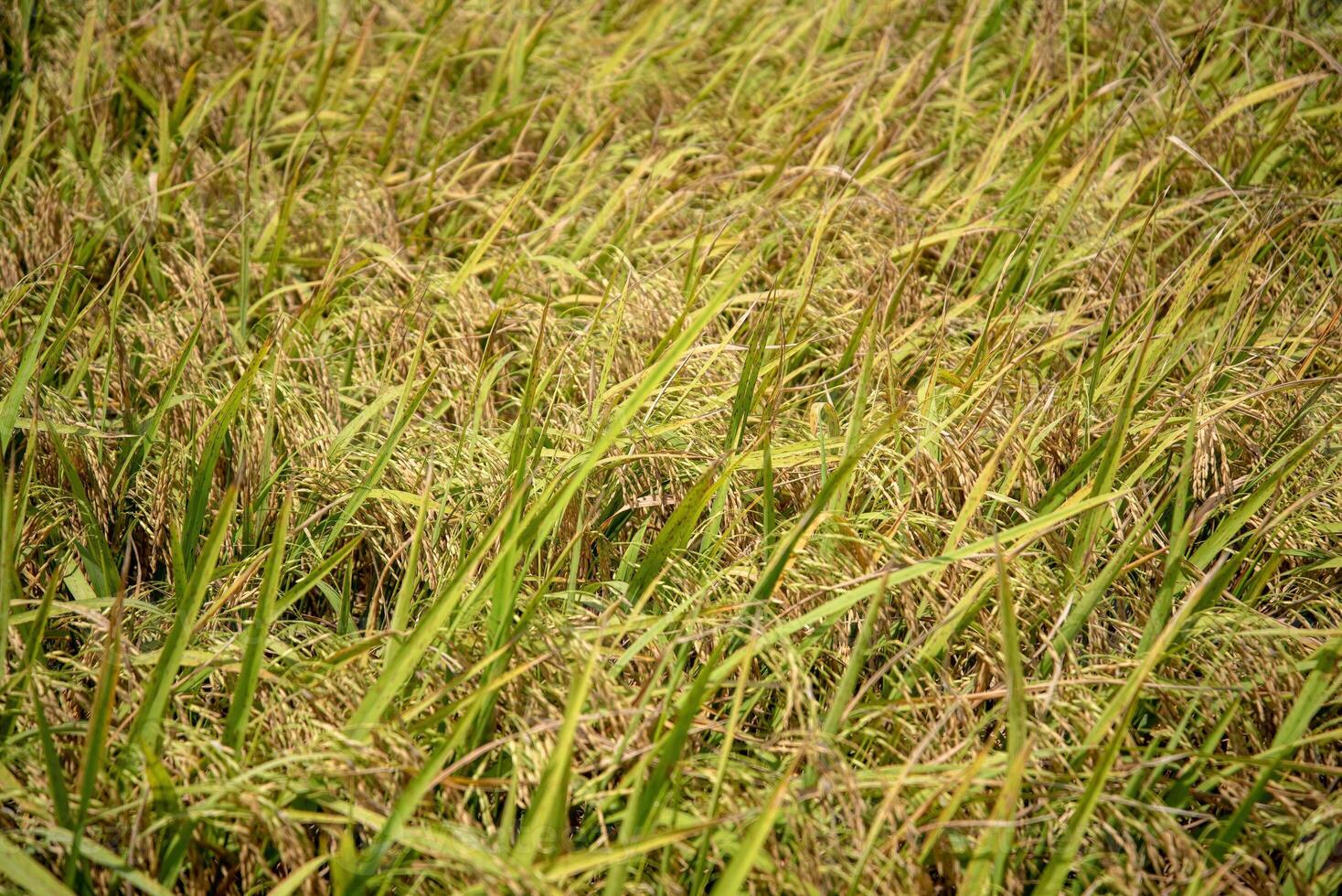 Close Up View of Rice Paddy Field Ready for Harvest photo