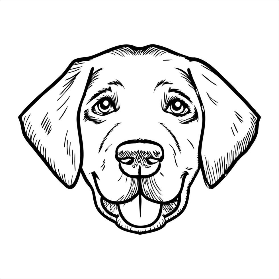 A detailed illustration of a Labrador Retriever dog head. The dog has a friendly expression, with large eyes and a broad snout. Its ears are floppy and the fur is short. vector