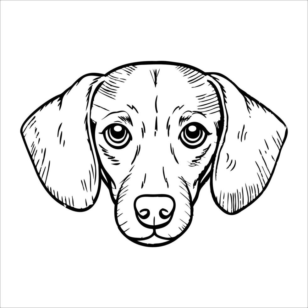 A detailed line drawing of a beagle dog. The illustration captures the dogs expressive eyes, long ears, and distinctive facial features. Ideal for pet lovers and animal enthusiasts. vector
