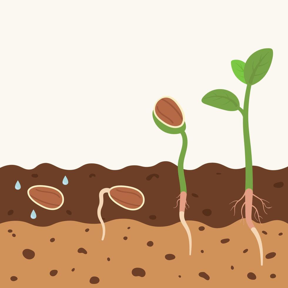 Seed Germination Process Illustration Plant Growth Cycle vector