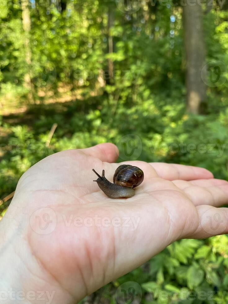 Small snail on a human palm with green blurred background photo