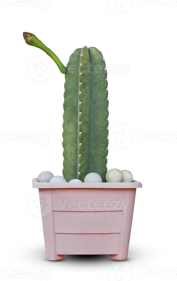 Green cactus of Cereus jamacaru, known as mandacaru or cardeiro is a cactus desert in the gardens interiors decorative park isolated on white background with clipping path, plant of the desert. photo