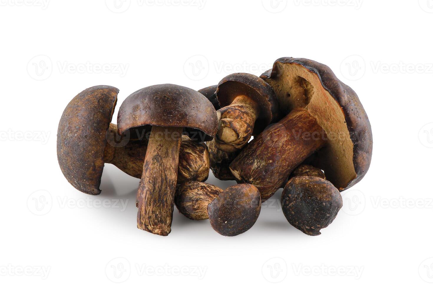 Fresh Thaeo Gyroporus portentosus mushroom isolated on white background, Bolete mushroom on wood table, Thailand call Tap Tao mushrooms, Scientific name Thaeogyroporus porentosus berk. ET. Broome. photo