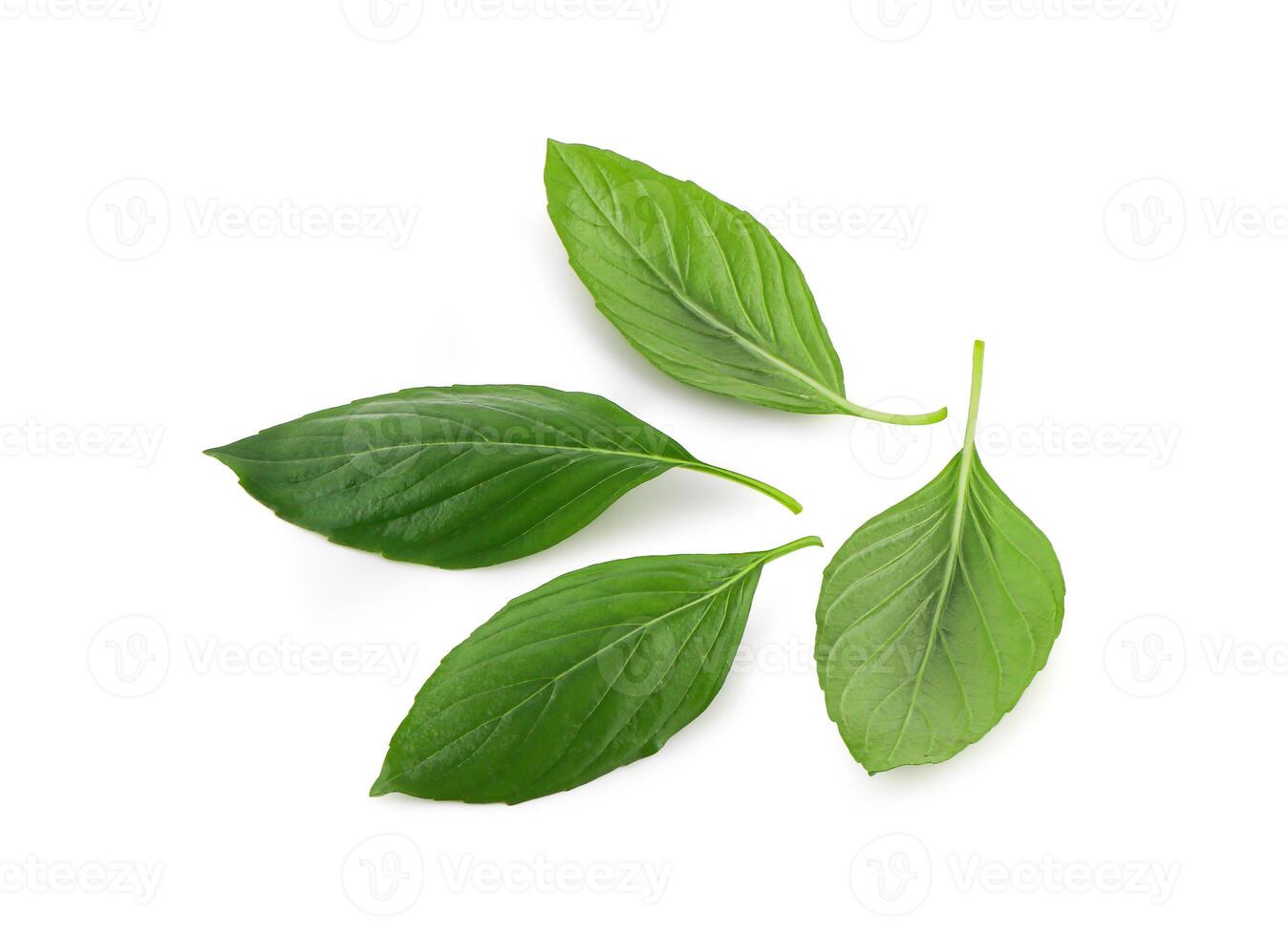 Fresh green basil leaves isolated on white background with clipping path, Green basil leaf isolated cutout. Full depth of field. photo