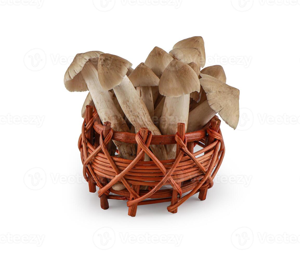Termite mushroom isolated on white background with clipping path,Teratophilia ,Termitomyces fuliginosus Heim, Edible thai mushroom.. photo
