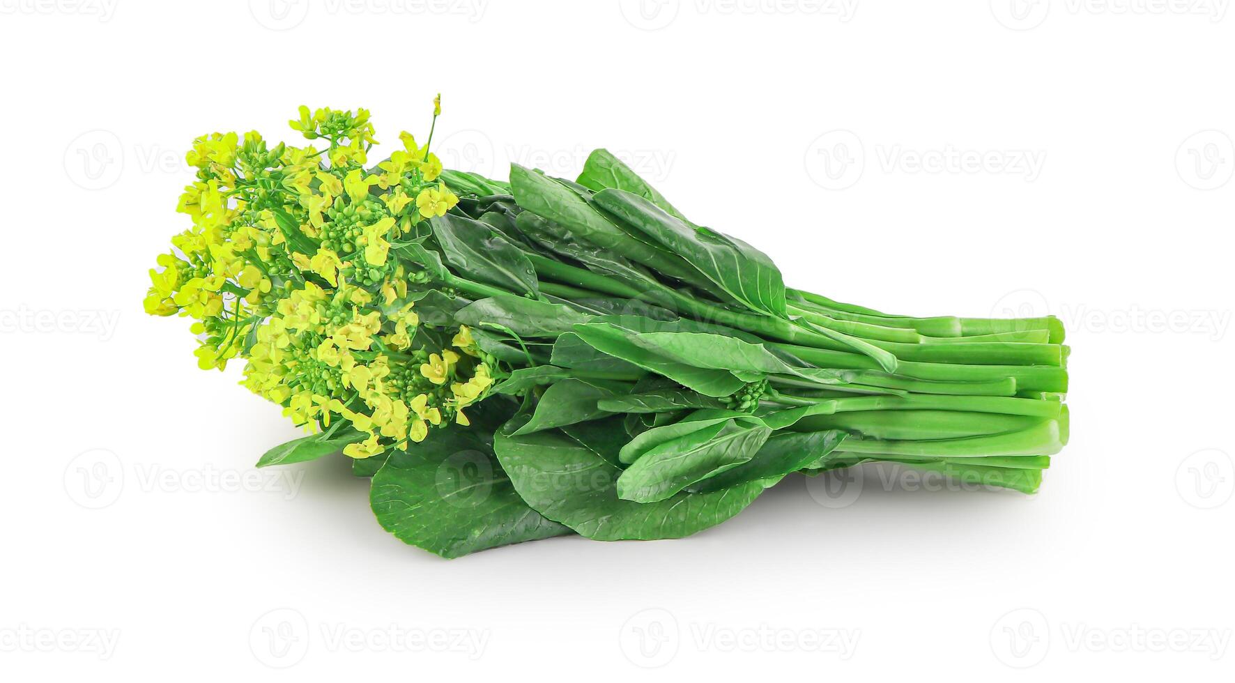 Choy sum, a kind of chinese vegetable in isolated background with clipping path, Freshly Harvested Bunch of Vibrant Green Choy Sum Tied with Twine, Caisim, Chinese flowering cabbage, Bok Choy photo