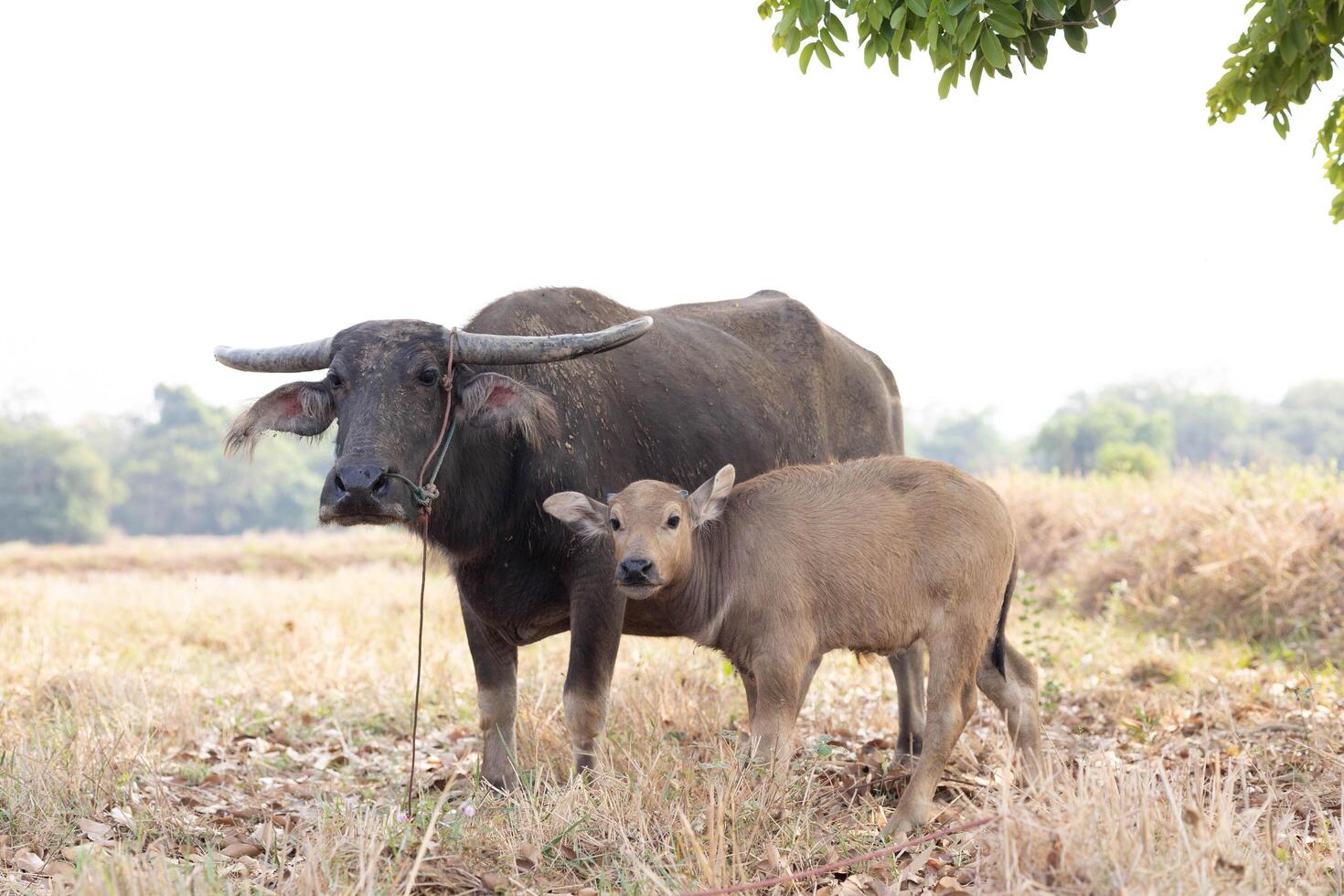 Mother Water Buffalo and Calf in Rural Field at Sunrise Moments photo