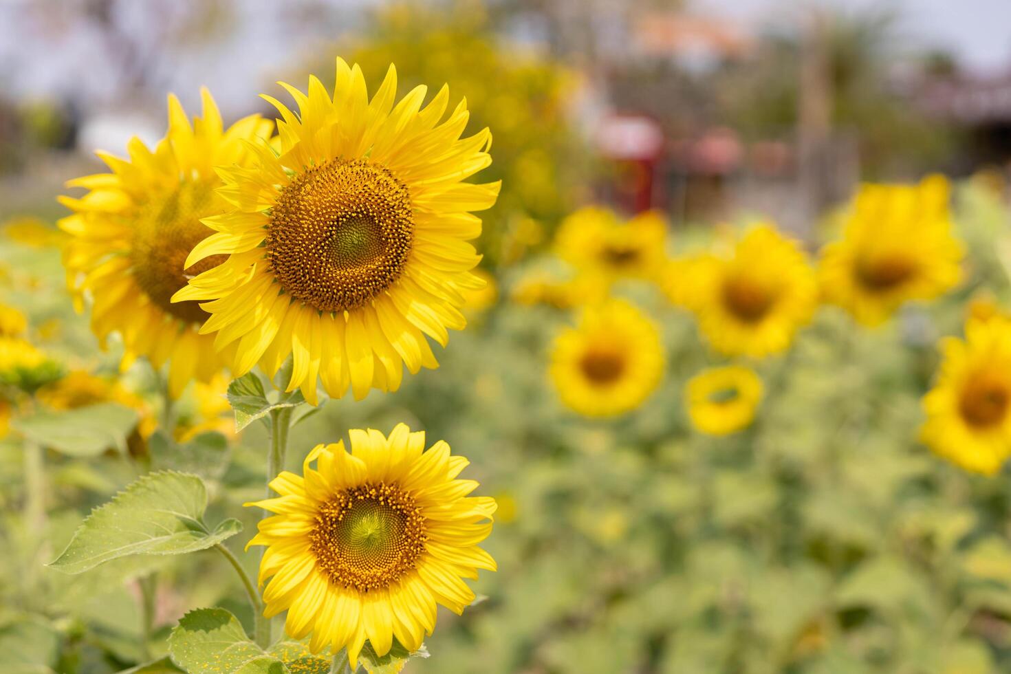 Vibrant Sunflowers Blooming in a Sunny Field with Green Foliage photo