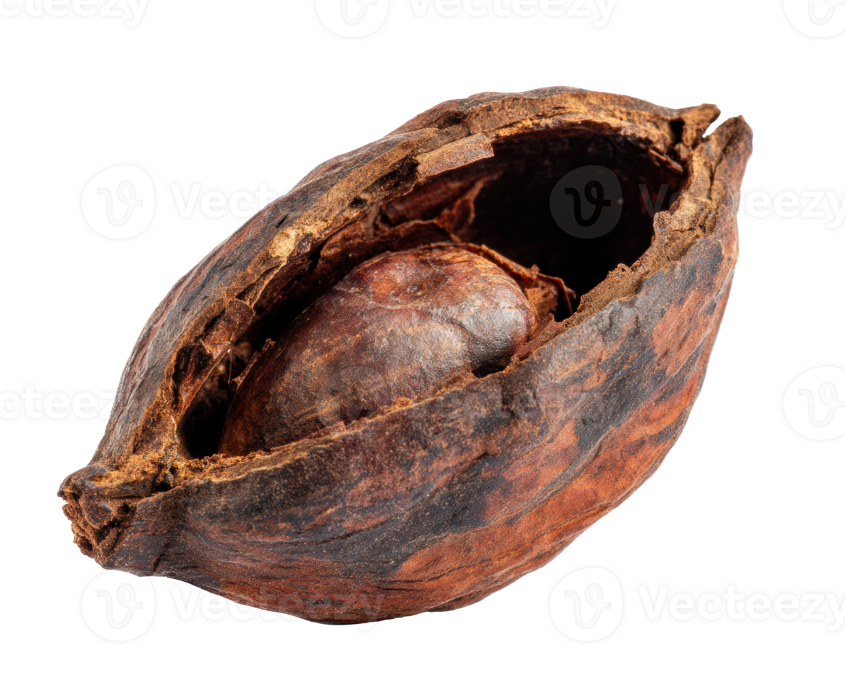 Cacao pod opened revealing cacao bean inside for chocolate production png