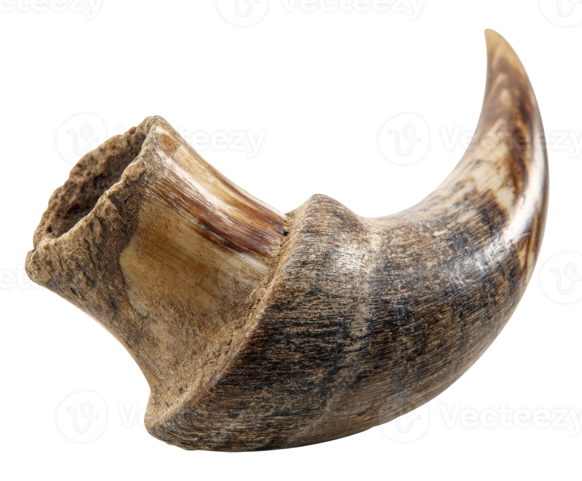 Horn artifact used in traditional rituals for cultural significance png