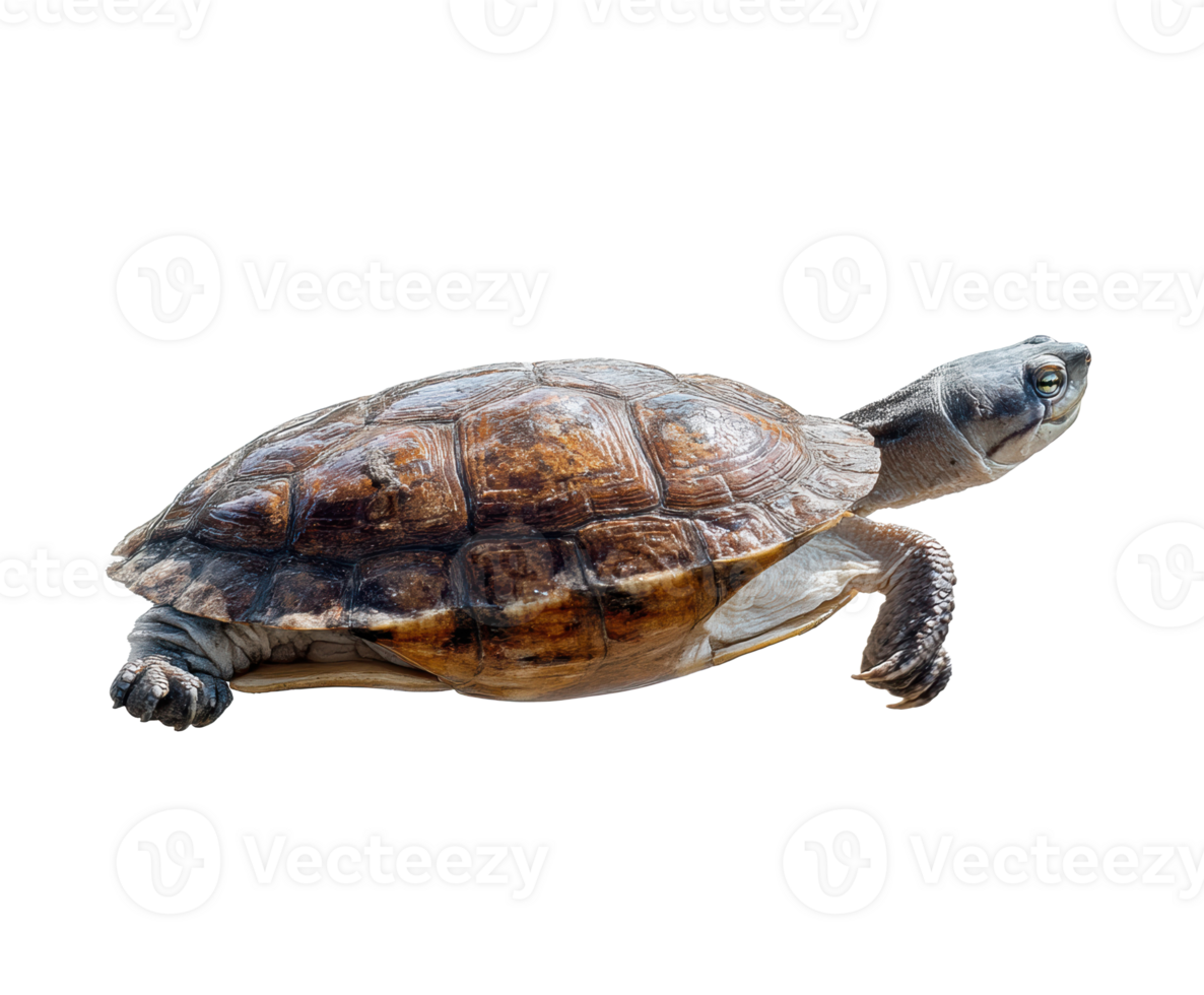 Turtle swimming in a clear aquarium with natural habitat elements png