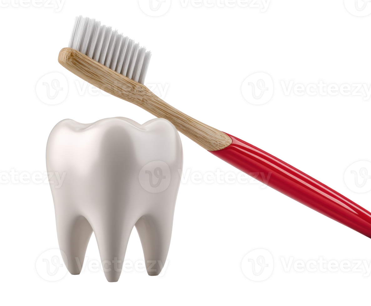 Dental care with toothbrush and tooth model for oral hygiene education png