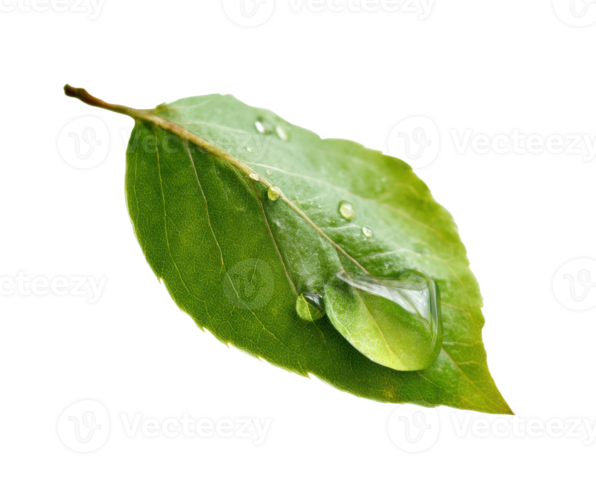 Fresh green leaf with water droplet emphasizing nature and purity png