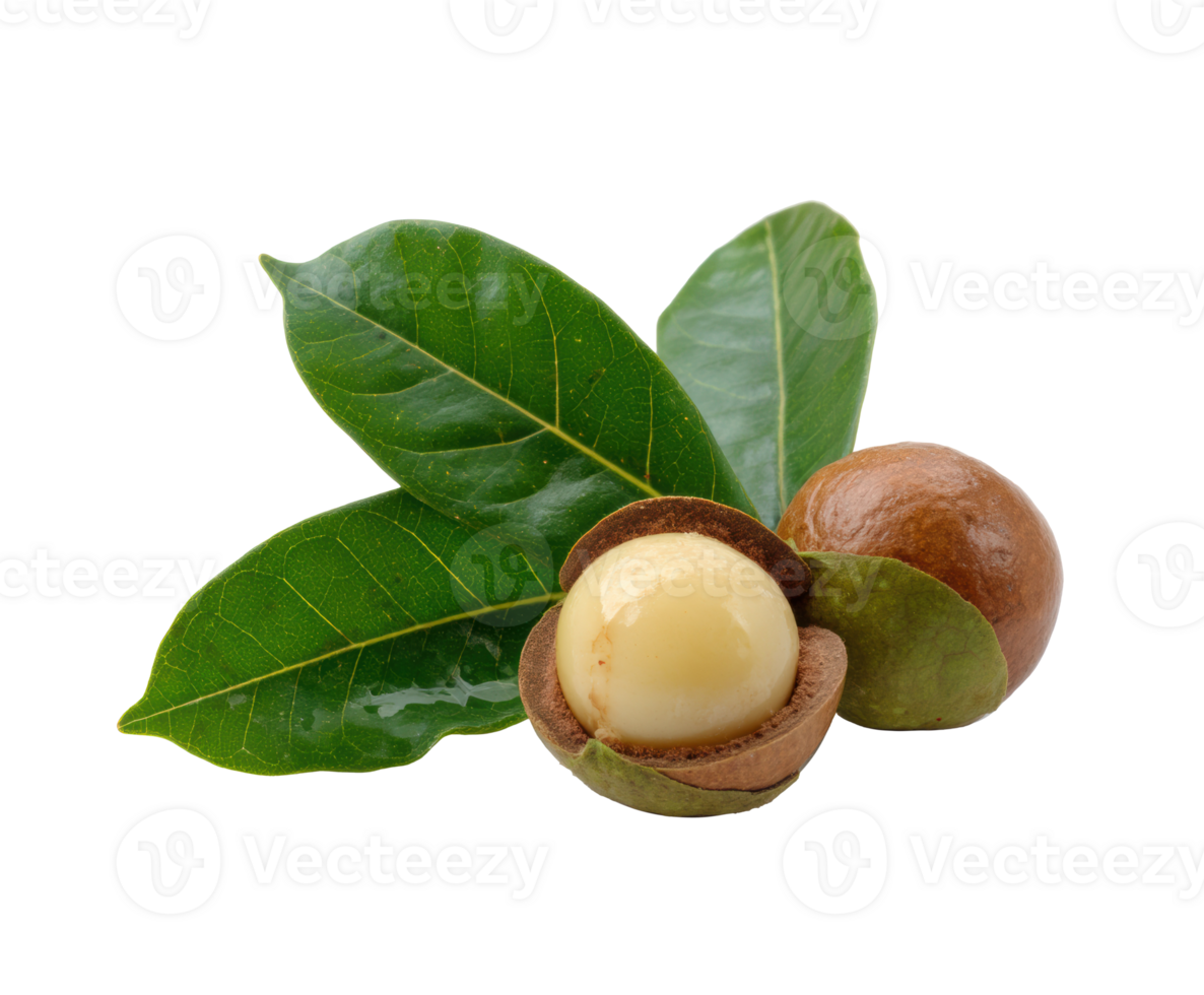 Fresh macadamia nuts with green leaves and nut shell textures png