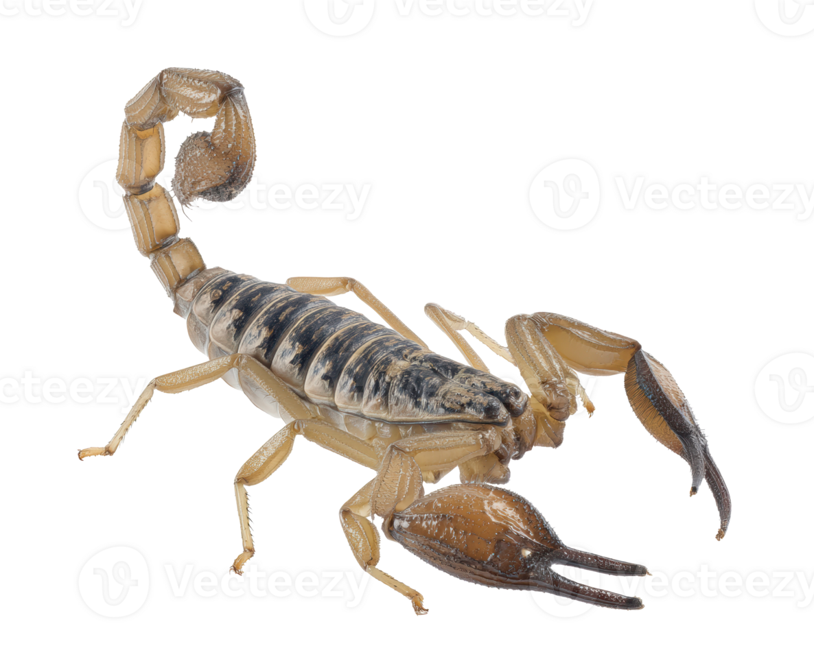 Detailed close-up of a scorpion in natural pose for educational use png
