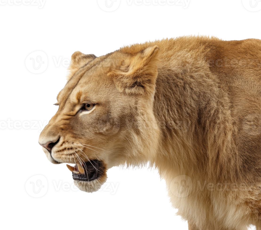 Lioness showing fierce expression in natural habitat png