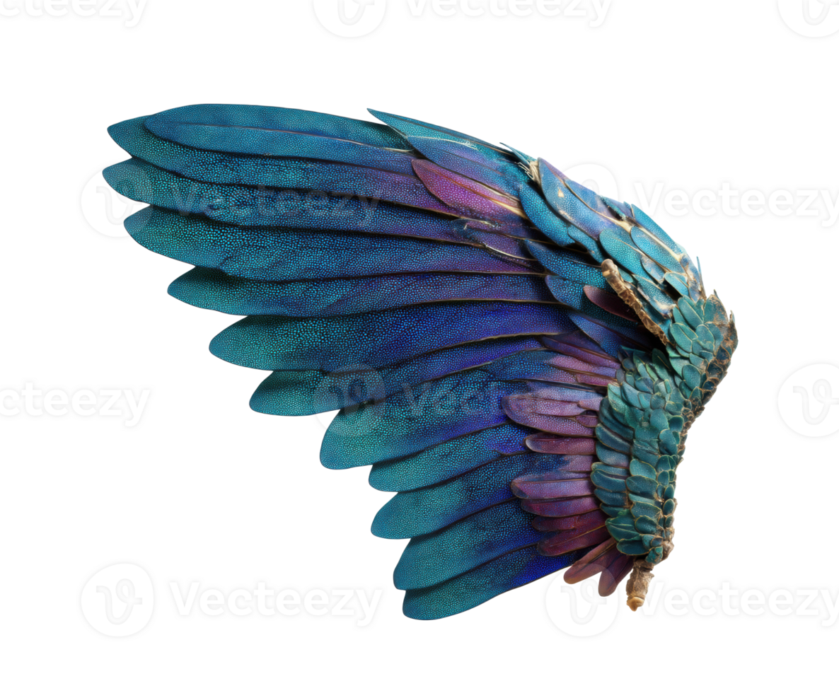 Colorful fantasy bird wing design for creative projects png