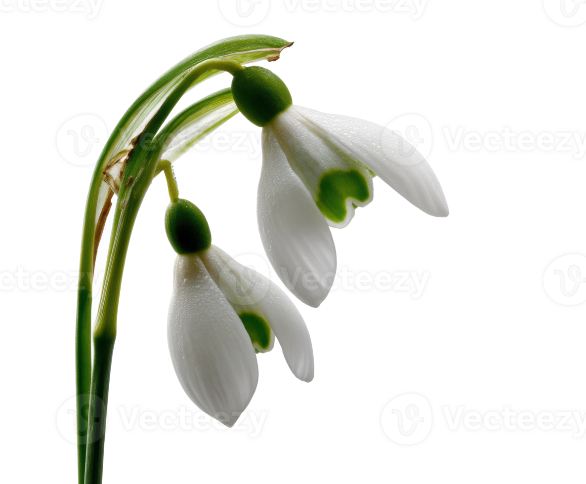 Delicate snowdrop flowers blooming in early spring garden png