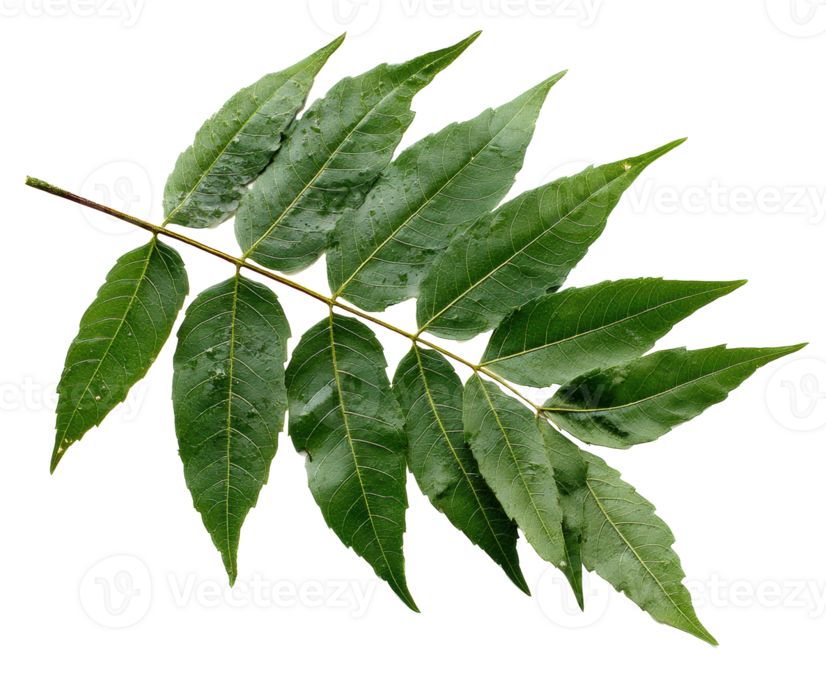 Vibrant green leaf branch for nature themes and designs png