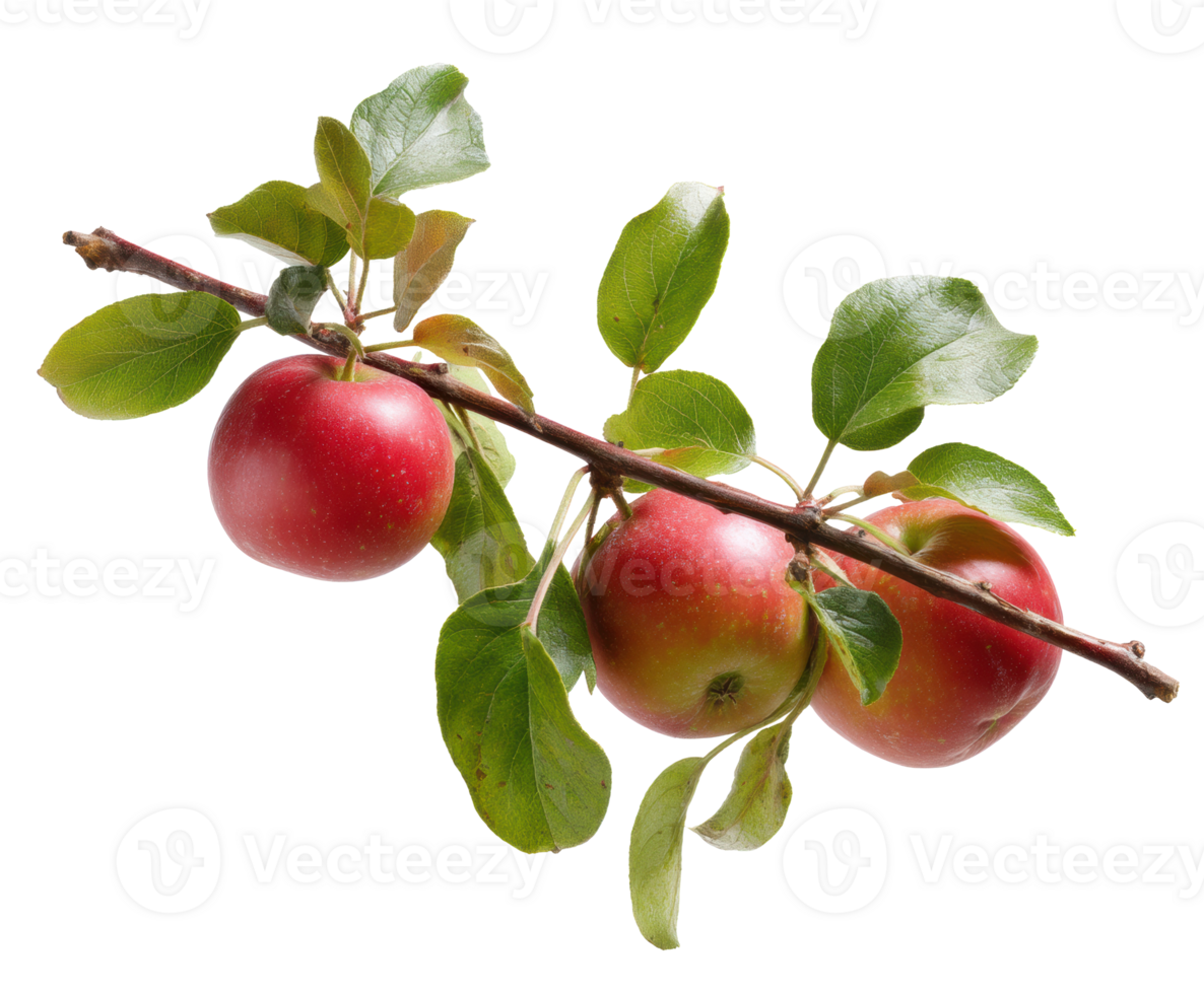 Fresh red apples on branch with green leaves for healthy living png