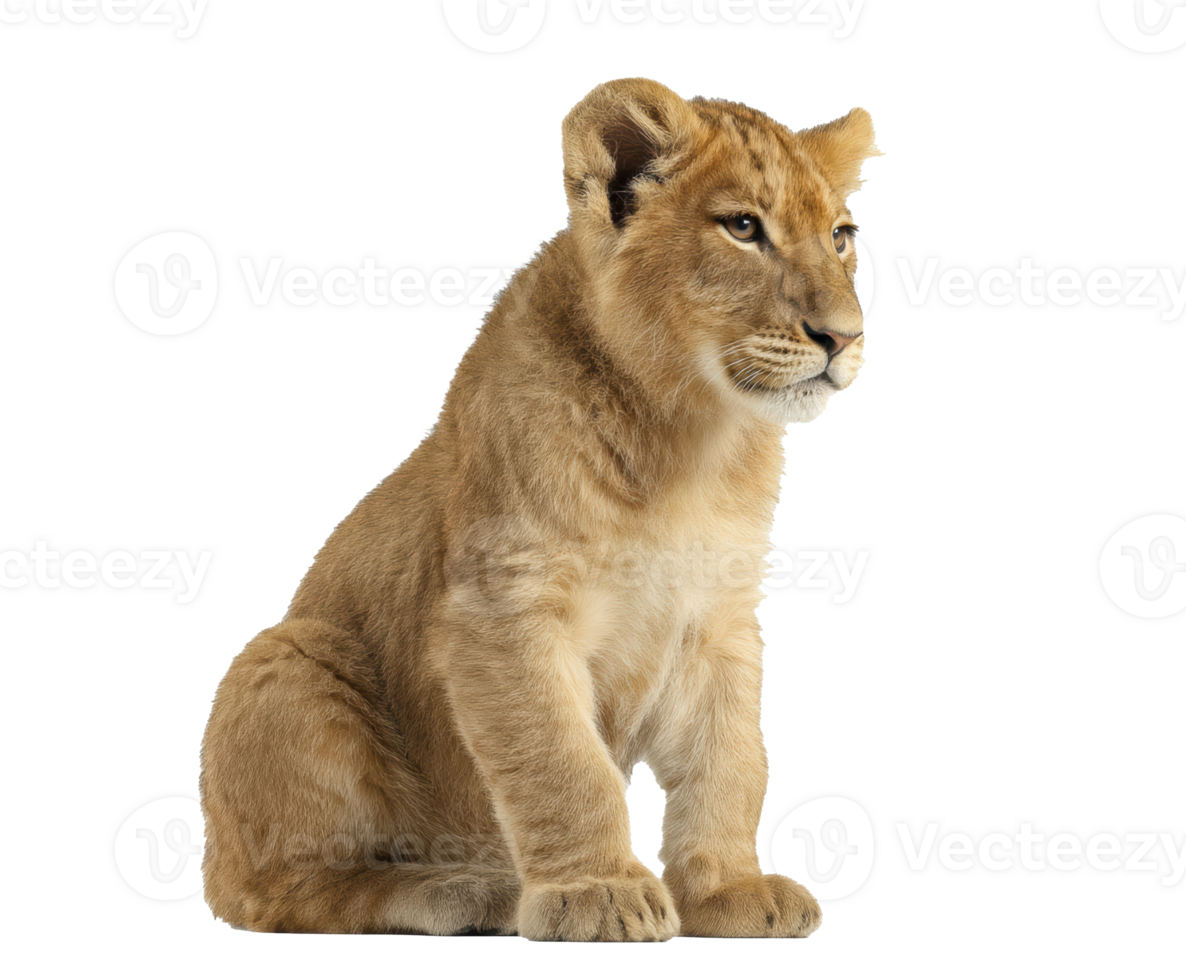 Lion cub sitting calmly in a studio setting with soft lighting png