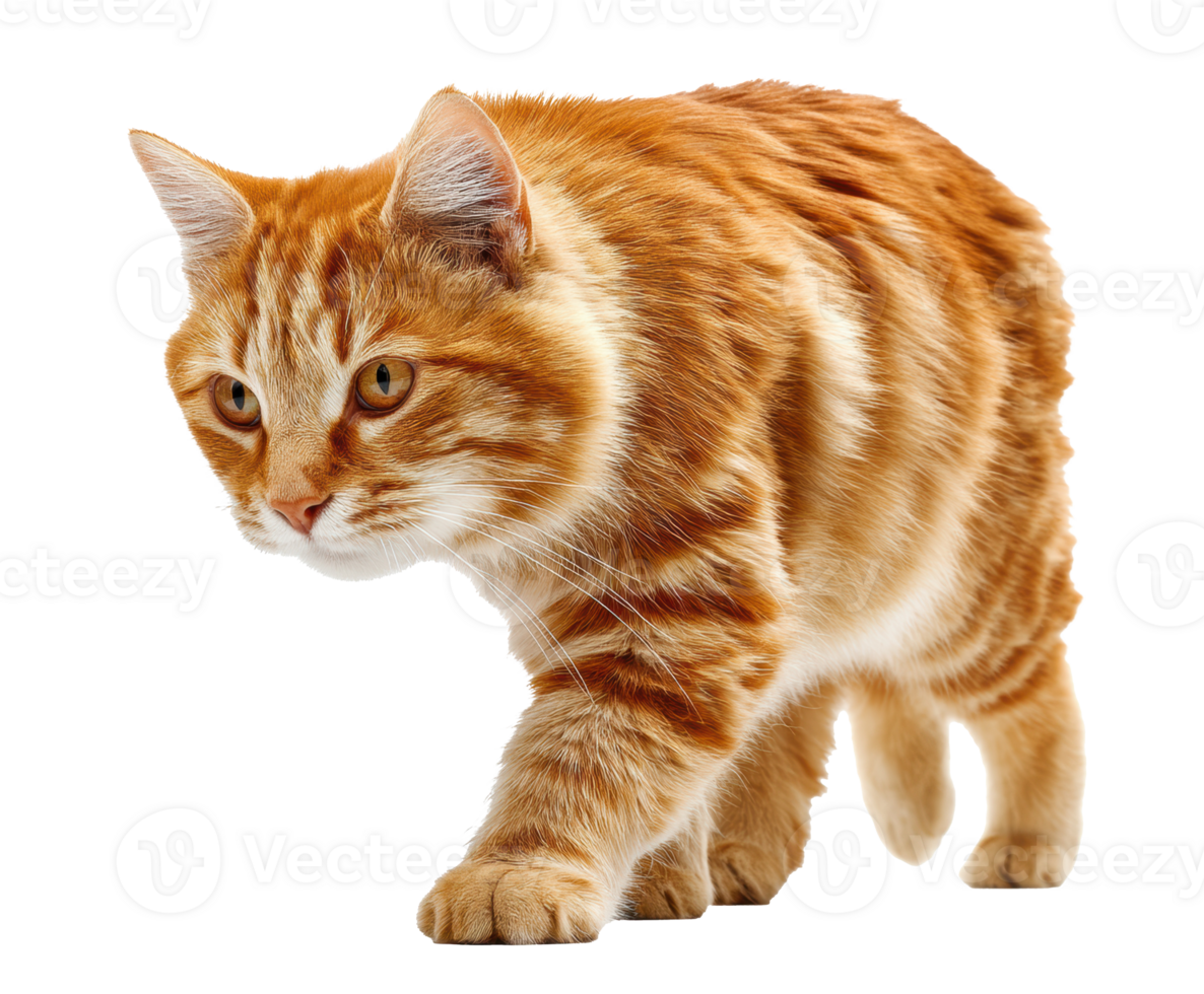 Ginger tabby cat walking slowly in a curious exploration png