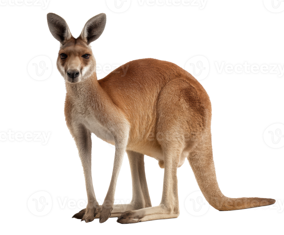Kangaroo poses majestically for wildlife lovers png