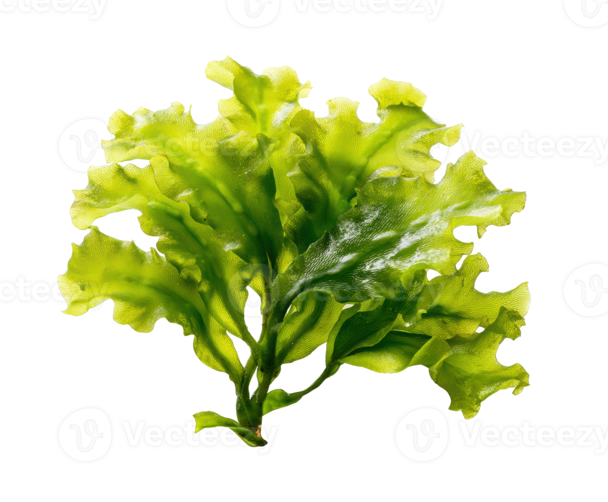 Bright green seaweed for culinary and decorative uses png