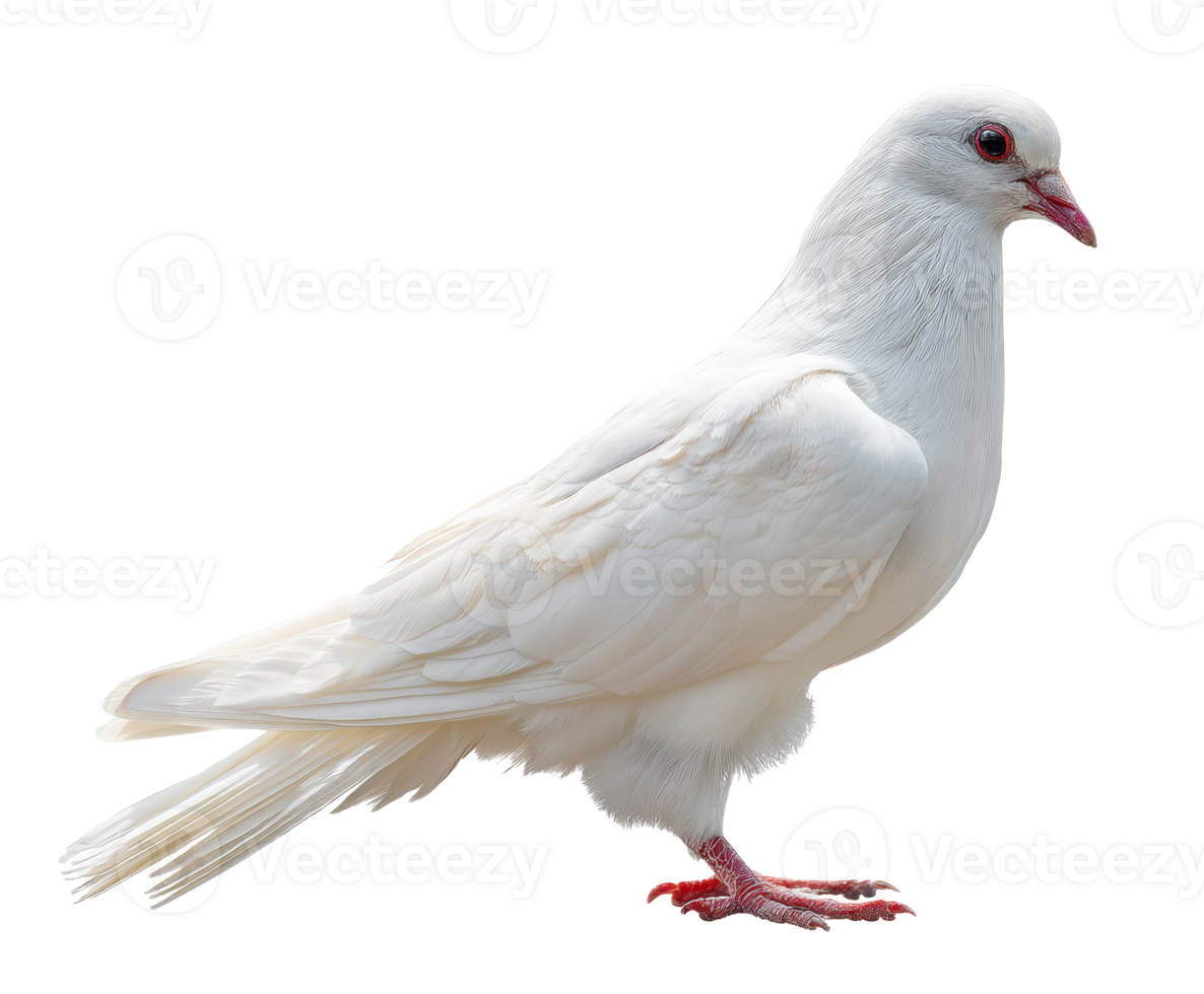 Elegant white bird on display in a peaceful garden setting png