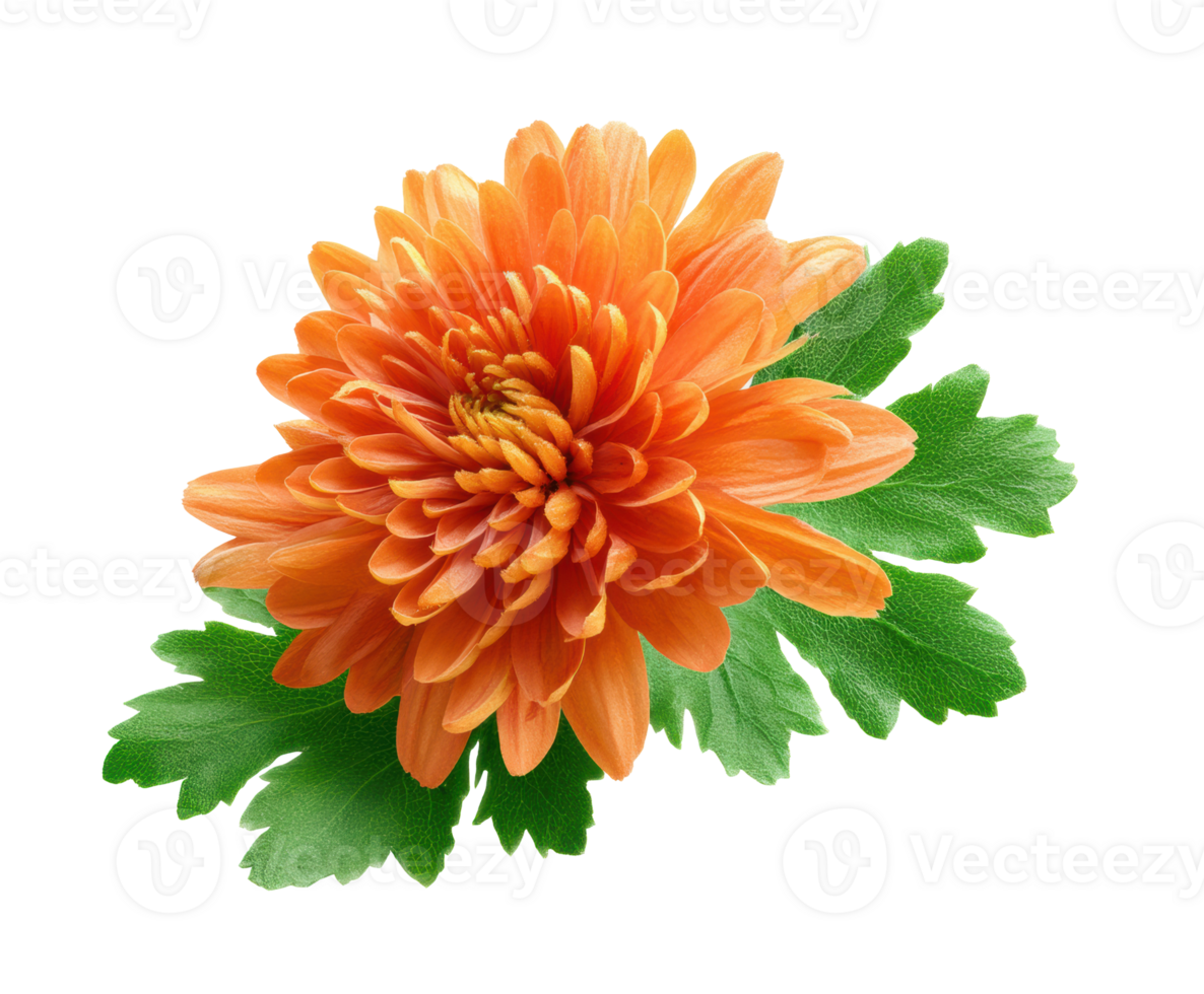 Orange chrysanthemum bloom with green leaves for decor png