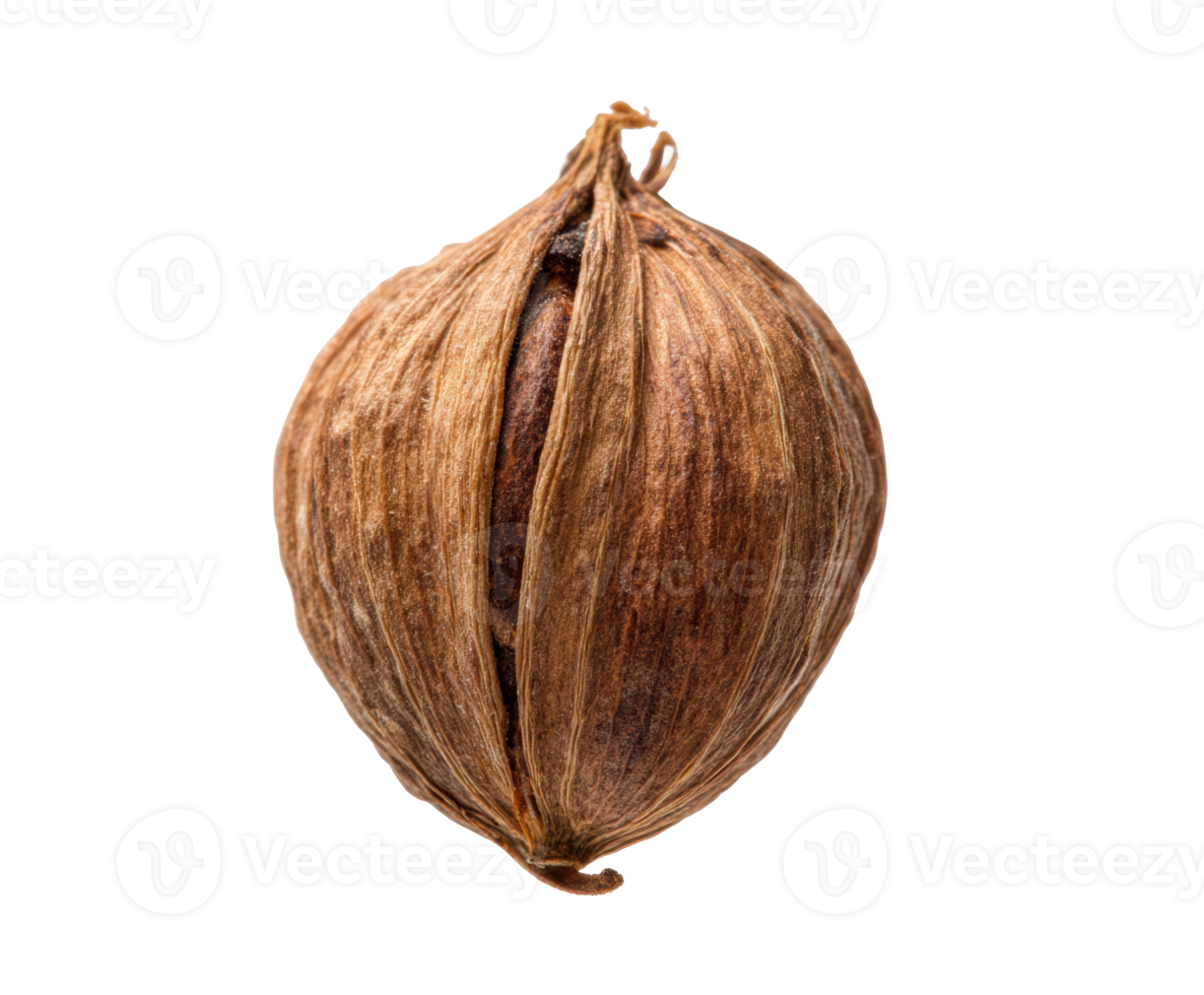 Unique dry seed pod showcasing intricate natural textures and forms png