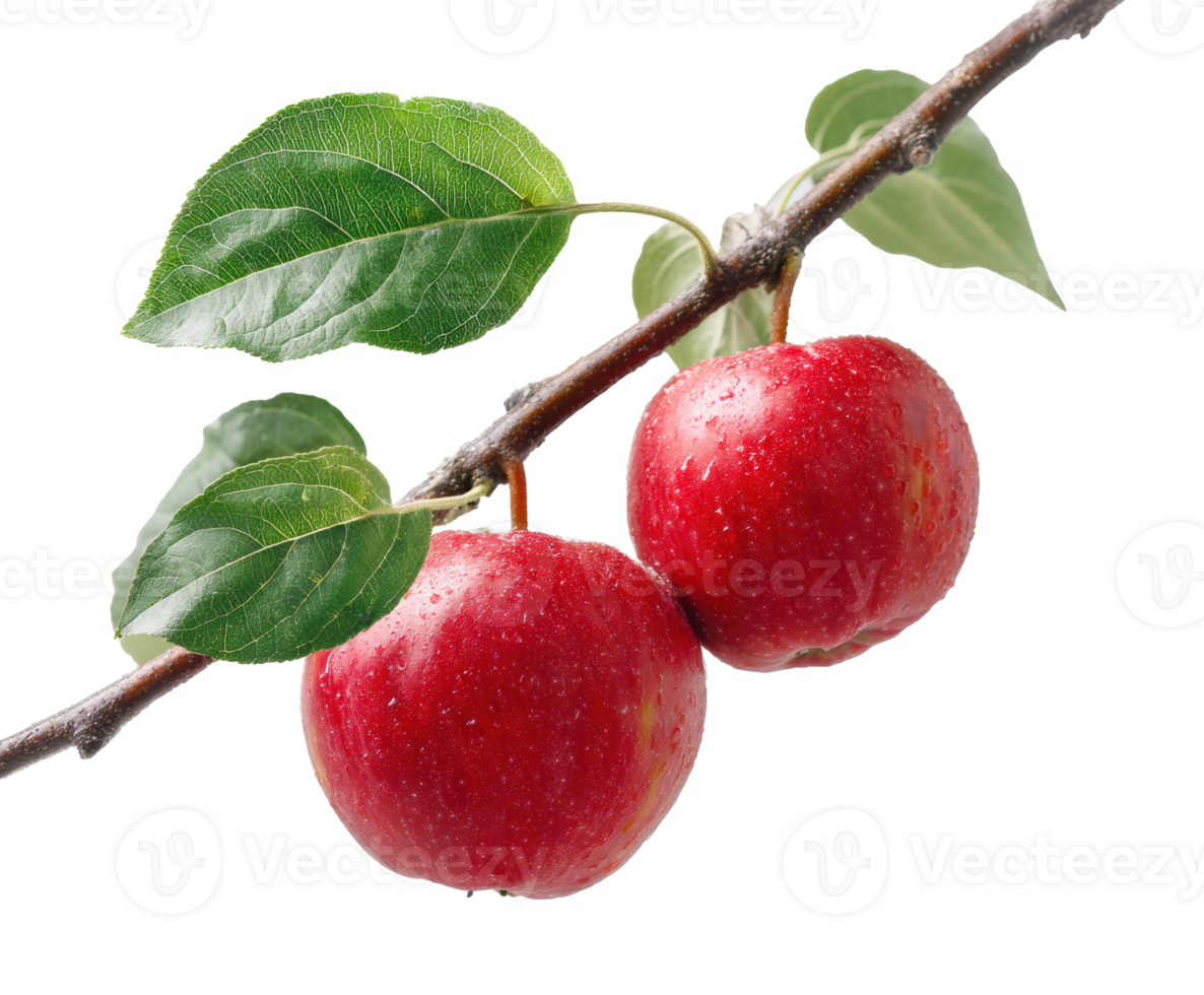 Fresh red apples on a branch ready for harvest in autumn season png