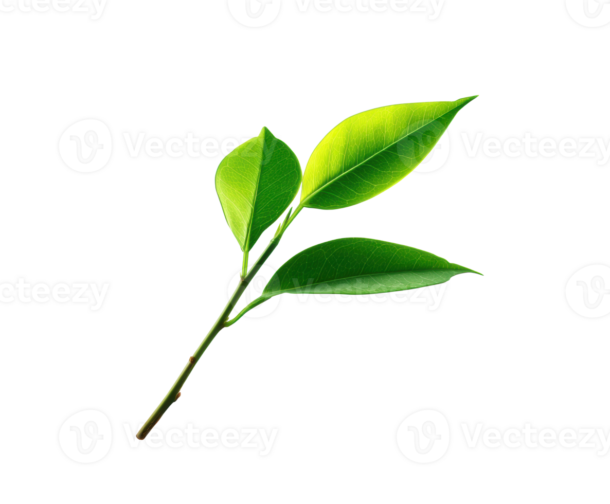 Fresh green leaves on a branch for natural design projects png