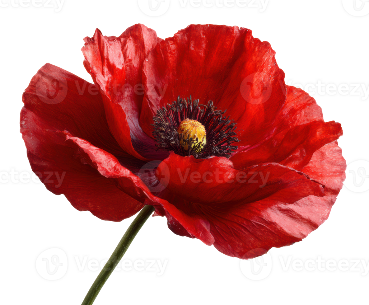 Vibrant red poppy flower showcasing fine detail and texture png