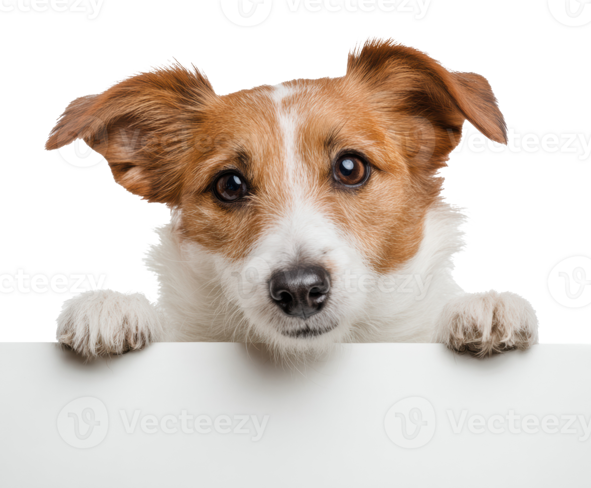 Adorable dog peeking over a blank surface for attention or greeting png