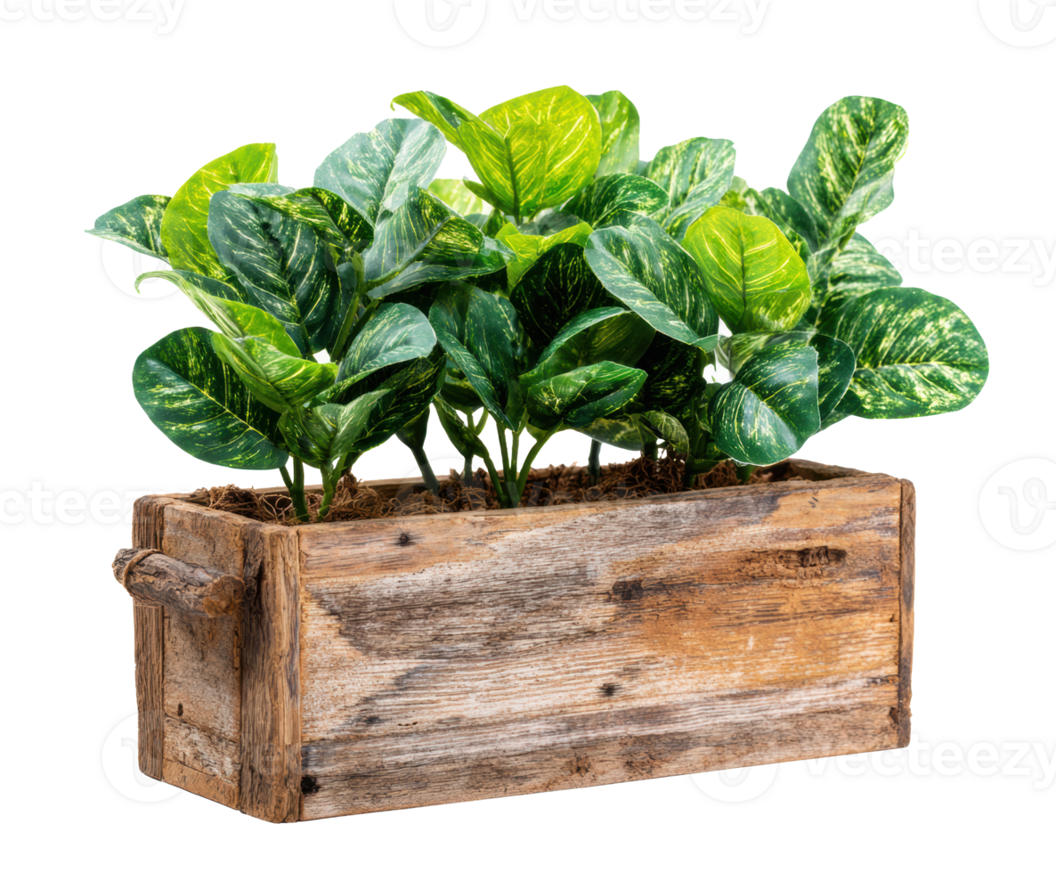 Green indoor plants in rustic wooden planter for home decor png