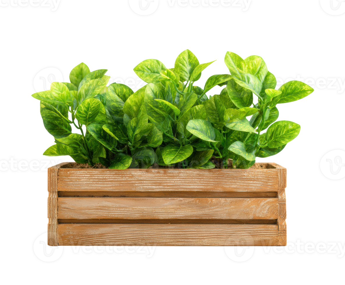 Lush green plants in wooden crate for home decor and styling png