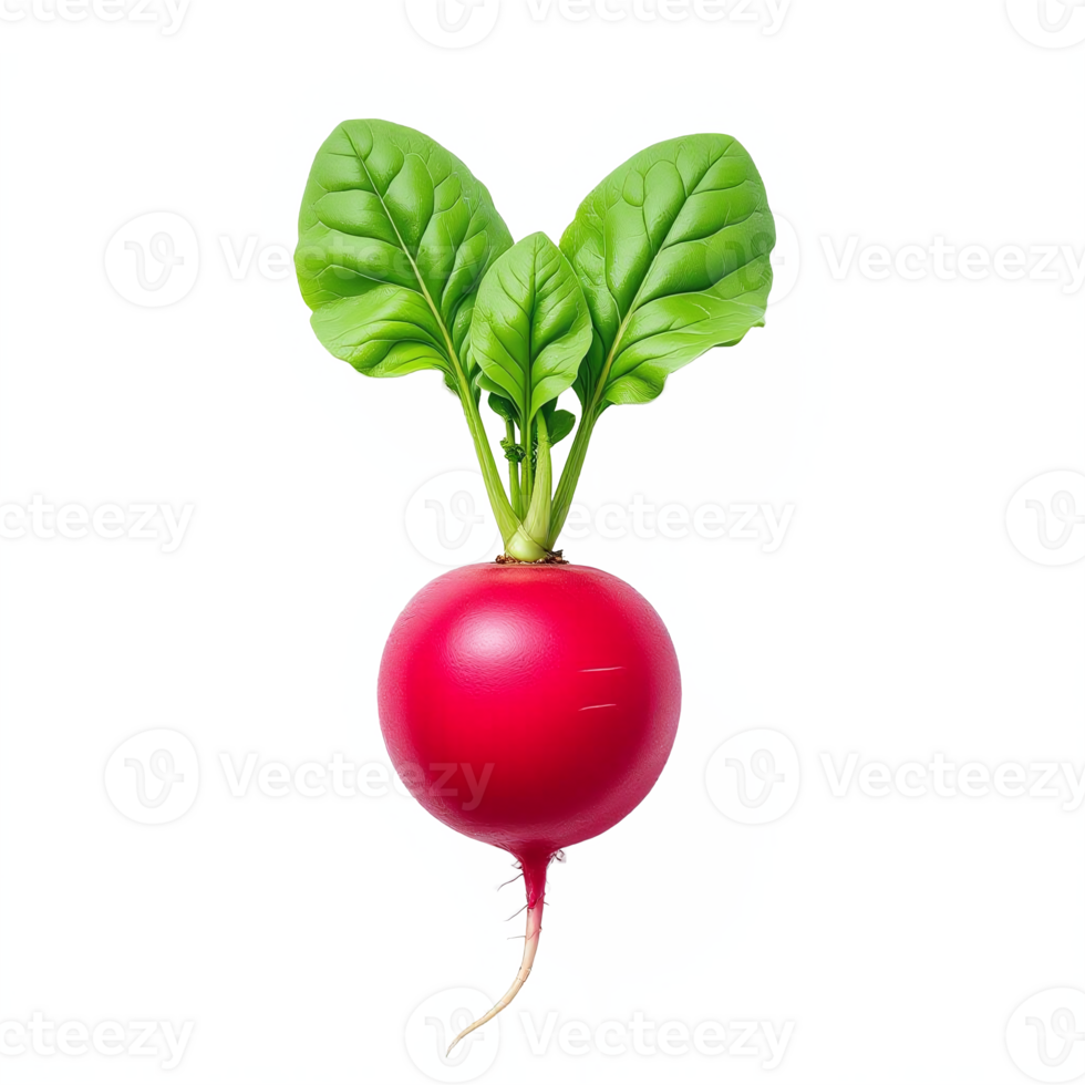 Fresh Red Radish with Bright Green Leaves on Transparent Background png