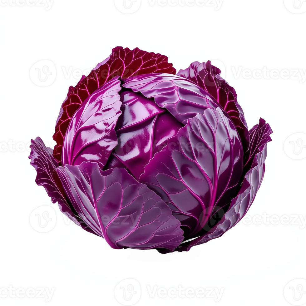 Vivid Purple Red Cabbage with Detailed Leaves in a Transparent Clipping Path png