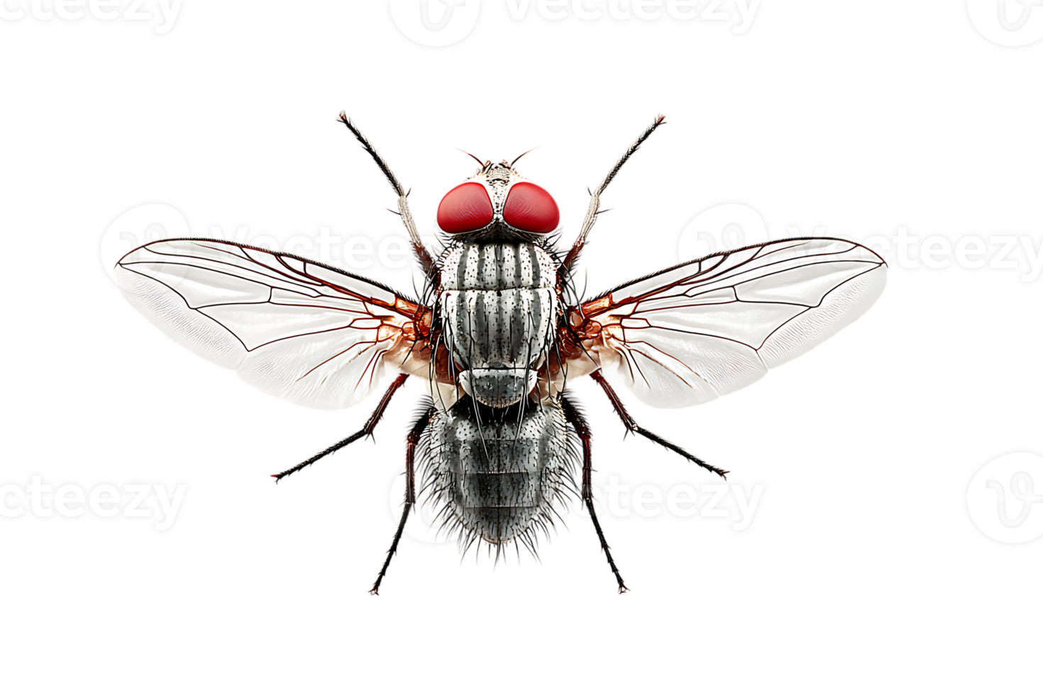 Clear Background Fly Insect Isolated Detailed Transparent Close Up Winged Pest Control Bug png