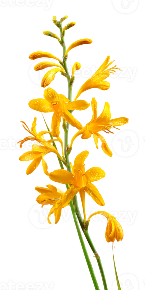 Golden Crocosmia Flower Bloom Isolated with Transparent Background for Botanical Design png